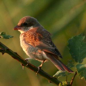 Red-backed Shrike