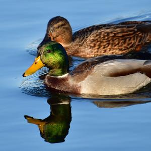 Mallard