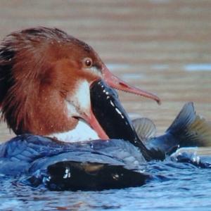 Common Merganser