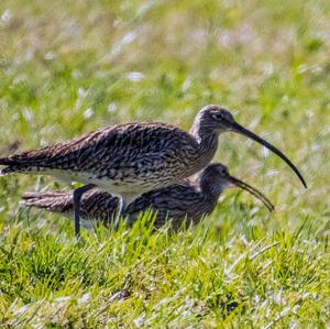 Eurasian Curlew