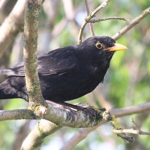 Eurasian Blackbird