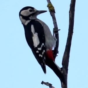 Great Spotted Woodpecker