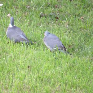 Common Wood-pigeon