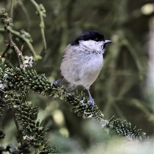 Marsh Tit