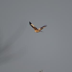 Red Kite