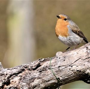 European Robin