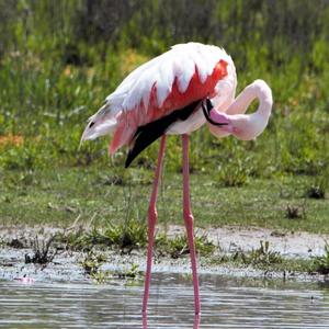 Greater Flamingo