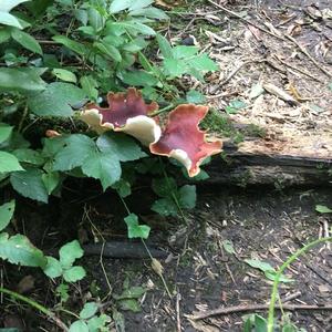 Beefsteak Polypore