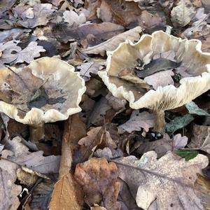 Fat-footed Clitocybe