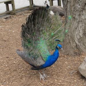 Indian Peafowl