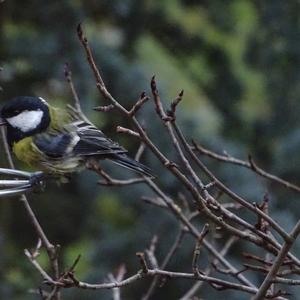 Great Tit