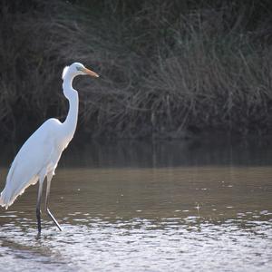 Great Egret