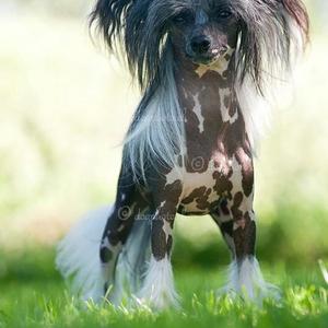 Chinese Crested Dog