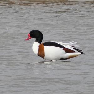 Common Shelduck