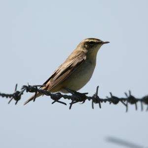 Common Chiffchaff