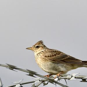 Eurasian Skylark