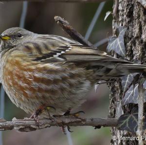 Alpine Accentor