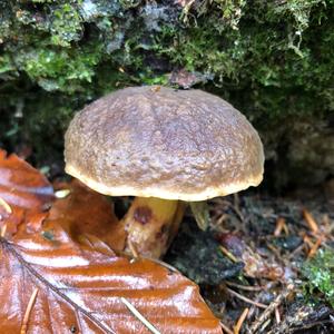 Jersey Cow Bolete