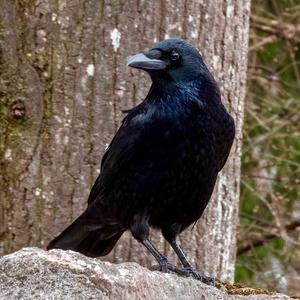 Carrion Crow