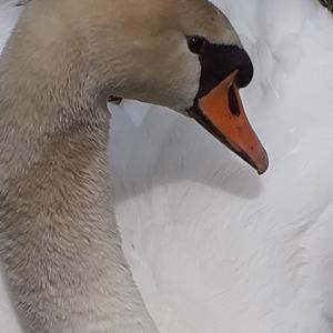 Mute Swan