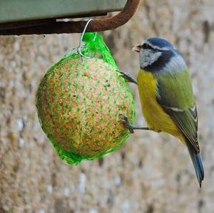 Blue Tit