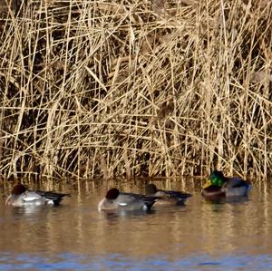 Eurasian Wigeon