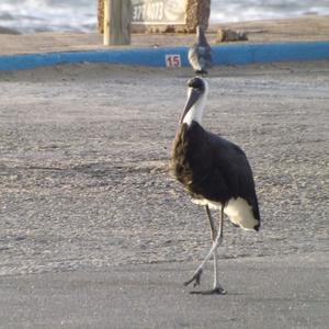 Woolly-necked Stork