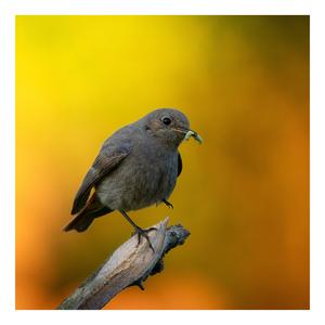 Black Redstart