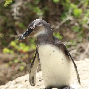 African Penguin