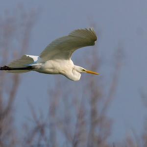 Great Egret