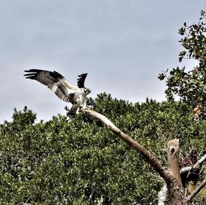 Osprey