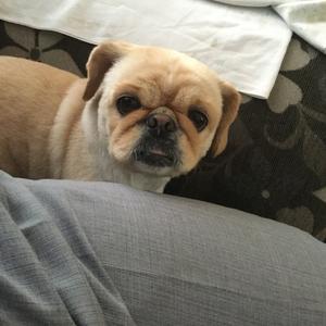 Pekingese