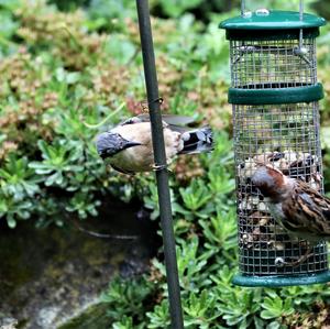 Wood Nuthatch