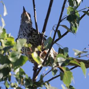 Mistle Thrush