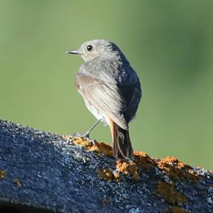 Black Redstart