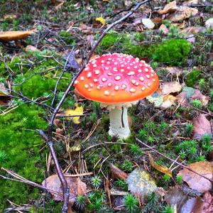 Fly Agaric