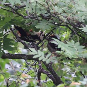 Great Spotted Woodpecker