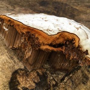 Tinder Polypore