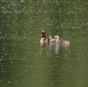 Great Crested Grebe