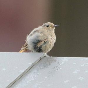 Black Redstart