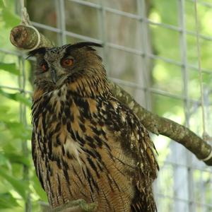 Eurasian Eagle-owl