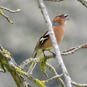 Eurasian Chaffinch