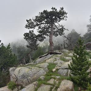 Black Pine (European)