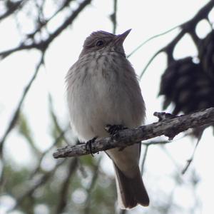 Spotted Flycatcher