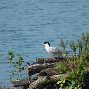 Common Tern