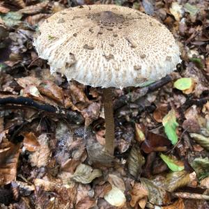 Parasol Mushroom