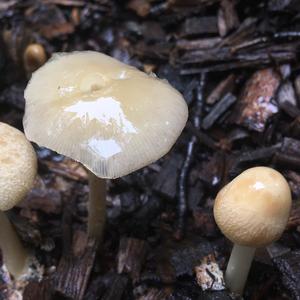 Spring Agrocybe