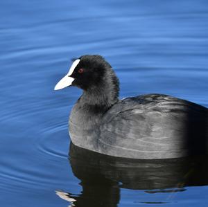 Bläßhuhn