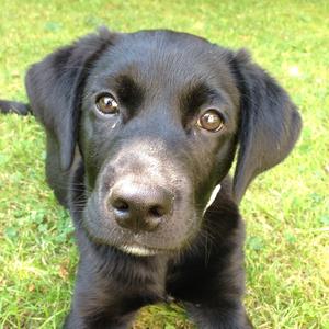 Retriever (Labrador)