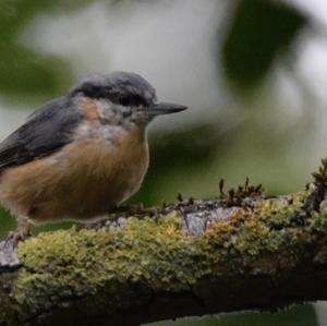 Wood Nuthatch